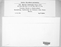 Mycena epipterygia image